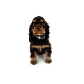 Cocker Spaniel