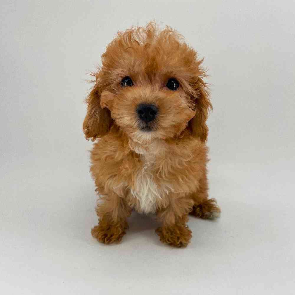 Image of a pet breed in the gallery