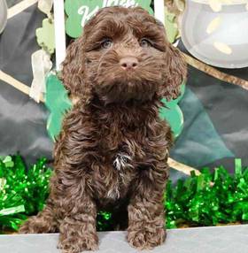 Cockapoo