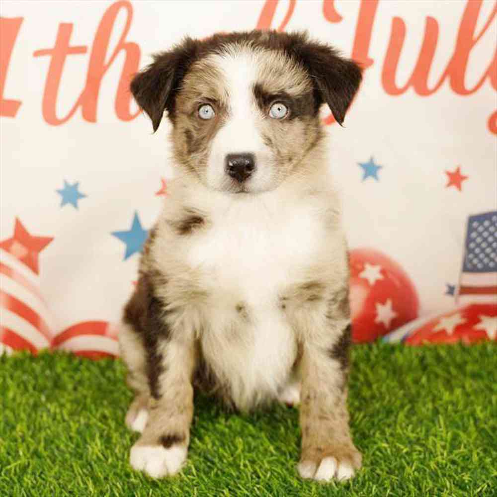 carousel pet images