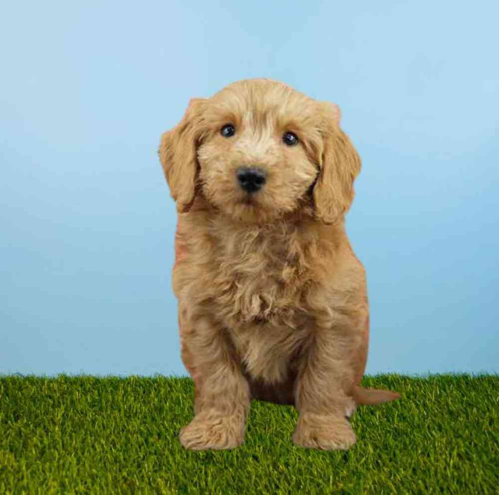 carousel pet images