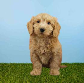 2nd Gen Mini Goldendoodle