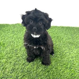 Yorkie-Poo