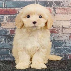 Shizapoo