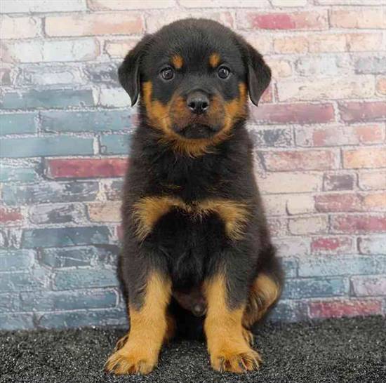 Rottweiler