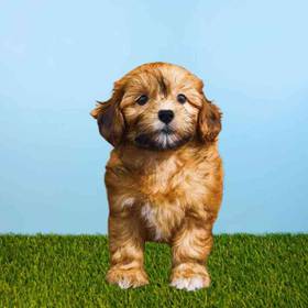 Shizapoo