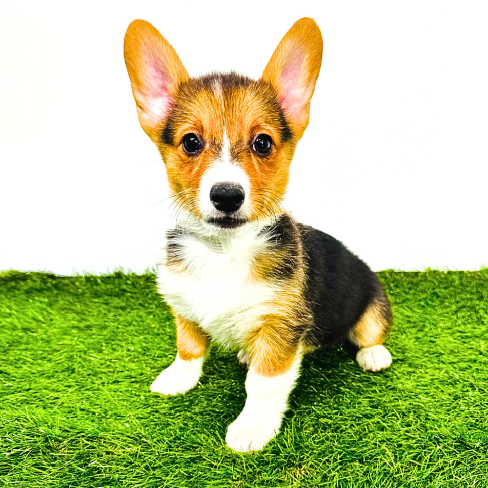 Image of a pet breed in the gallery
