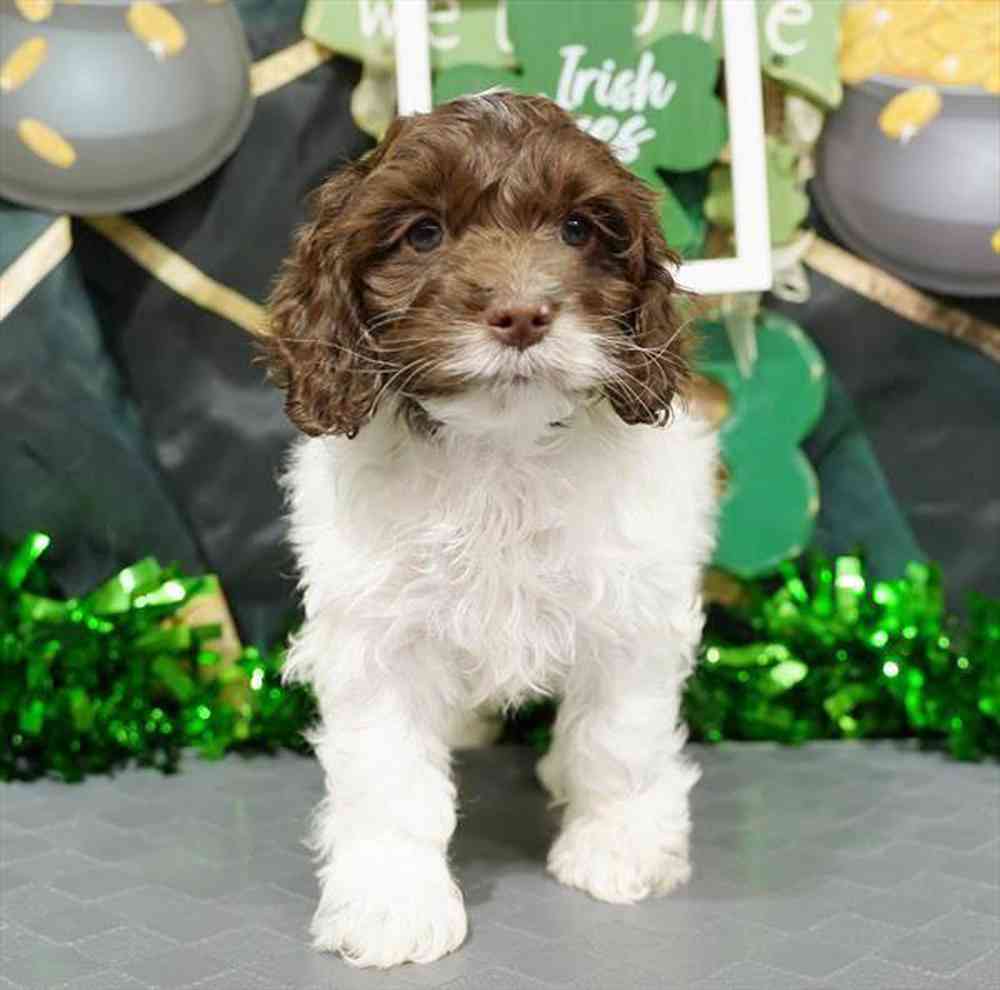 Image of a pet breed in the gallery