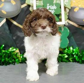 Cockapoo