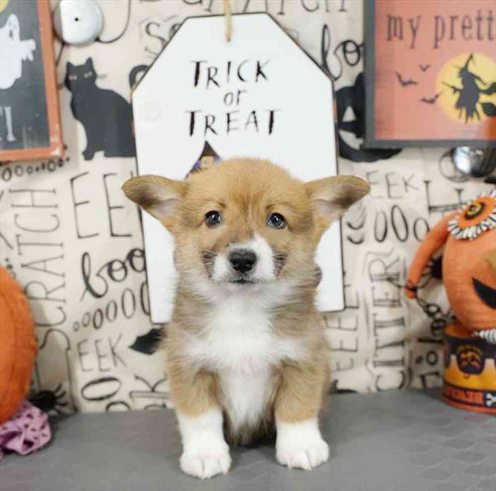 carousel pet images