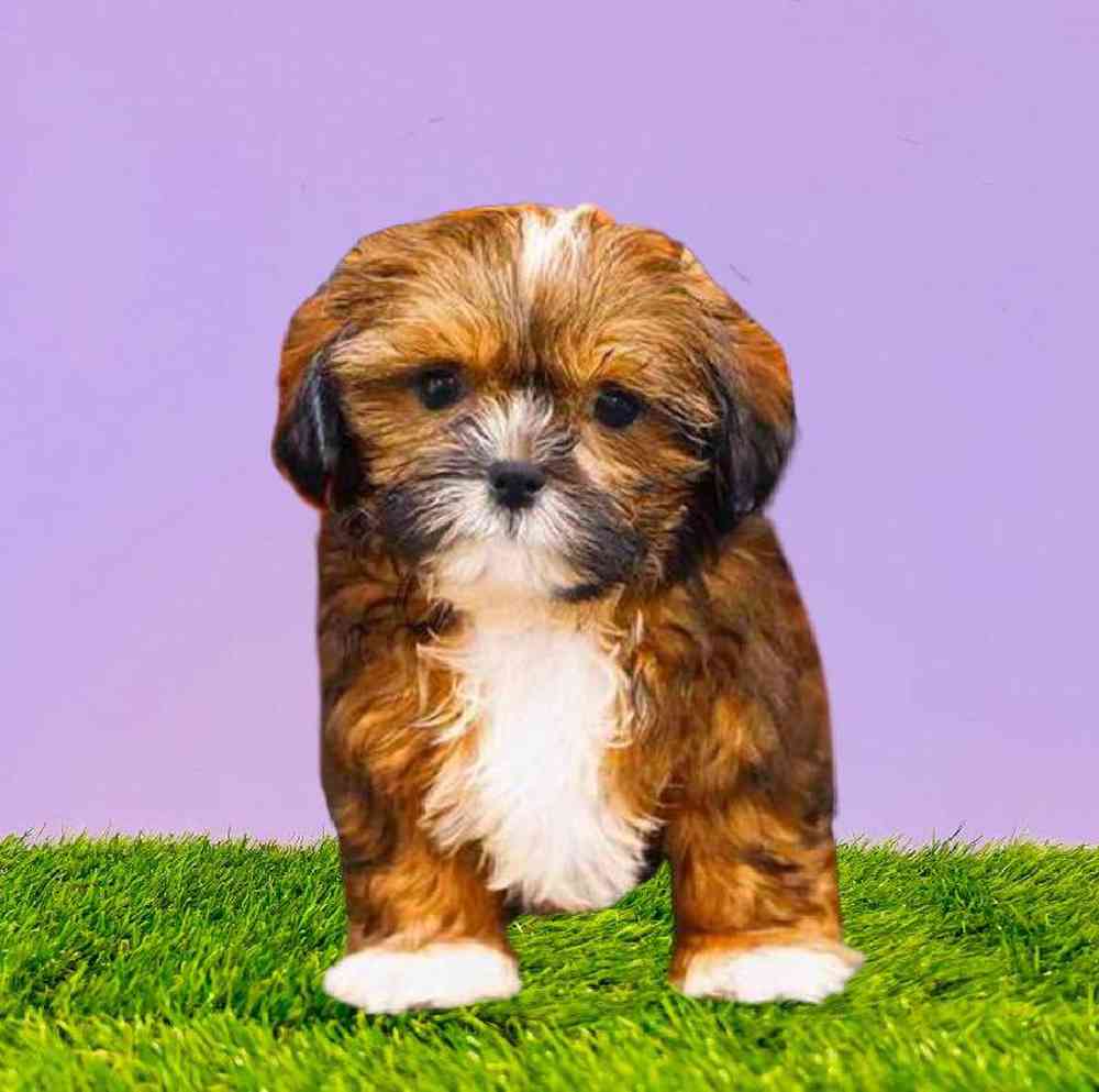carousel pet images