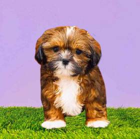 Shih Tzu