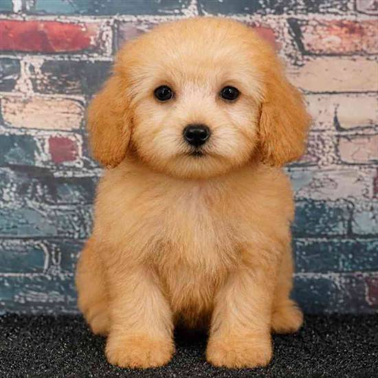 Yorkie-Poo