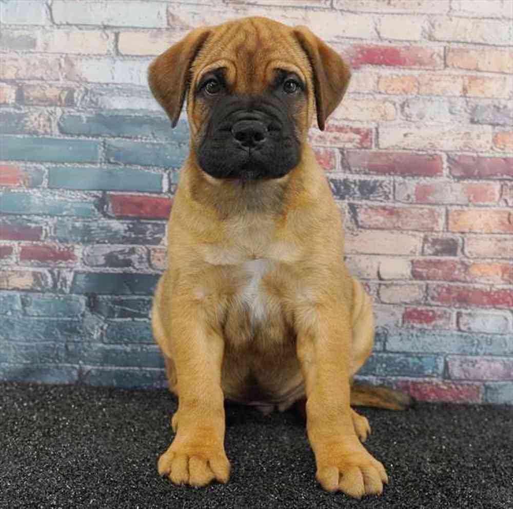 pet breed image