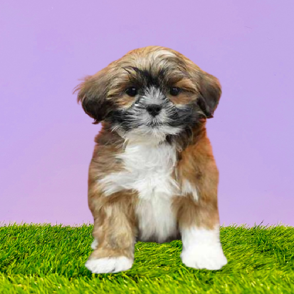 Female Lhasa Apso Puppy for Sale in Puyallup, WA