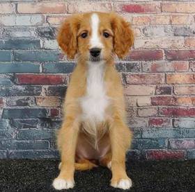 Cavapoo