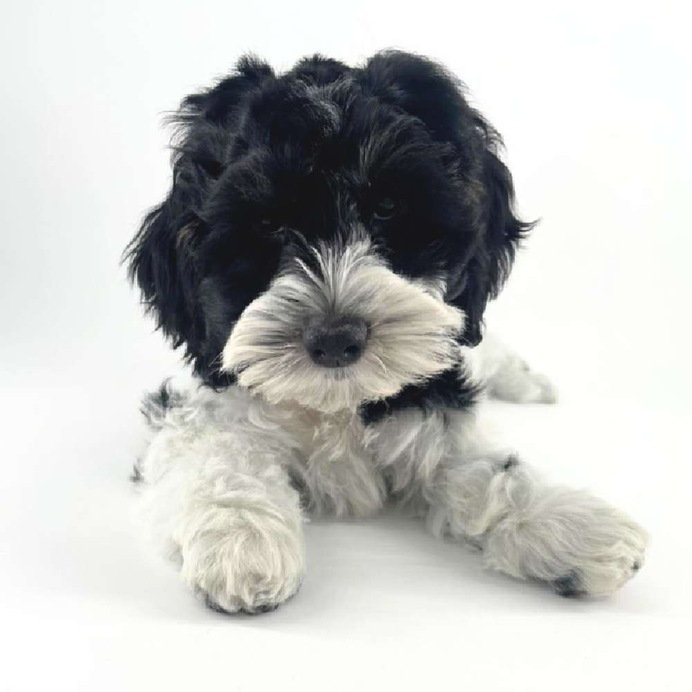 carousel pet images
