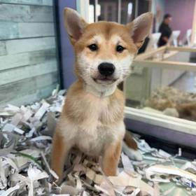 Shiba Inu