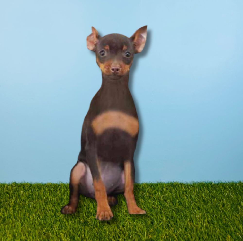 carousel pet images