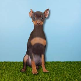 Min Pin