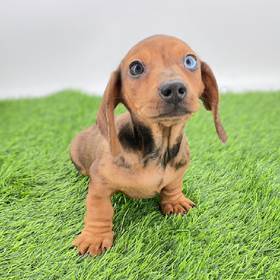 Dachshund