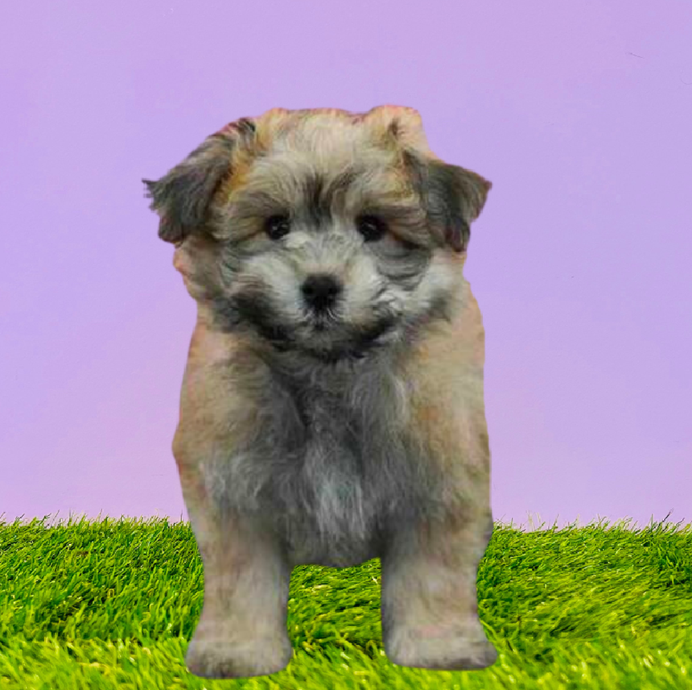 Male Pomachon Puppy for Sale in Marietta, GA