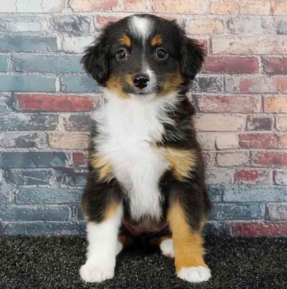 Image of a pet breed in the gallery