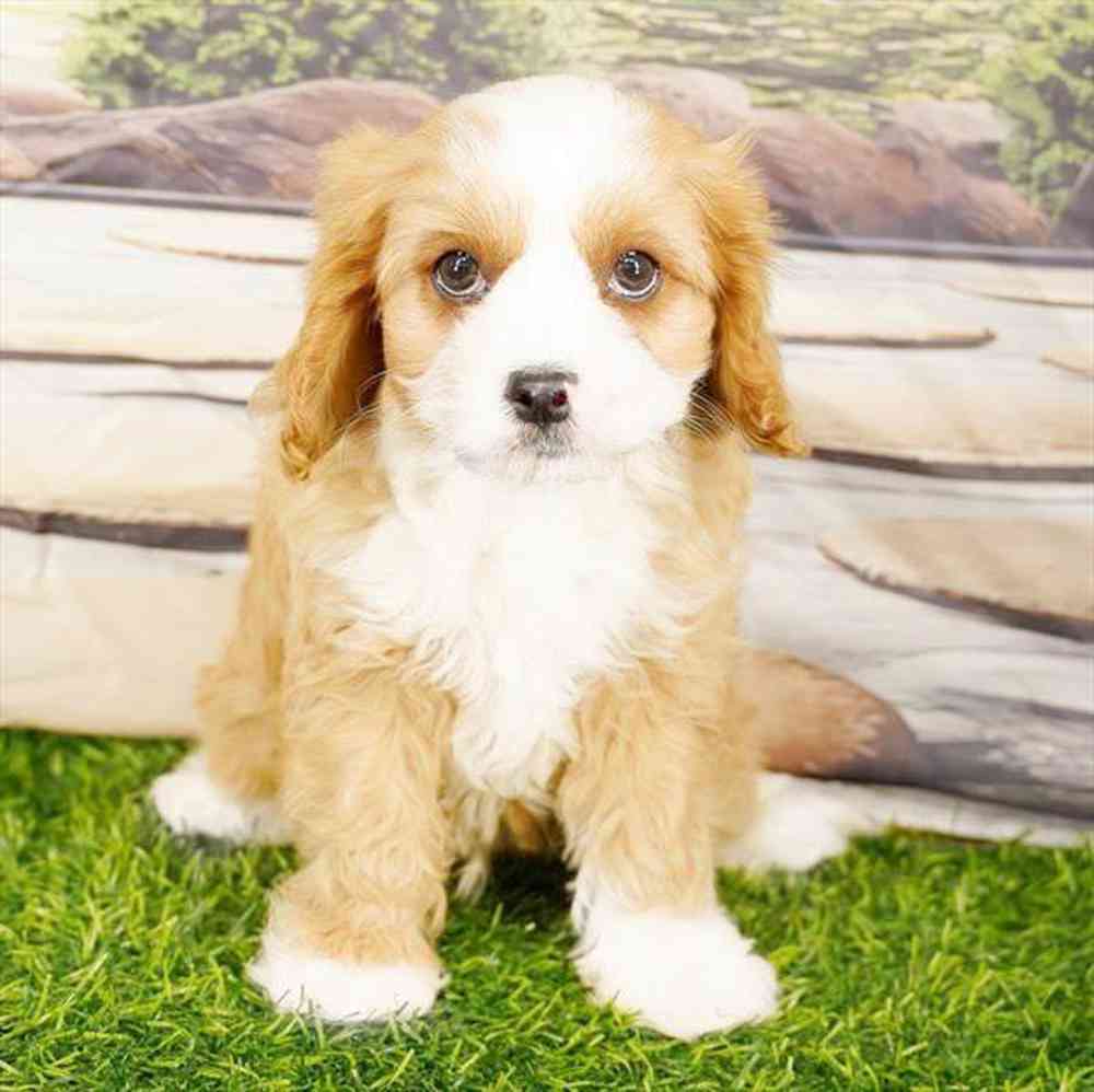 Image of a pet breed in the gallery