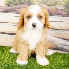 Cavapoo
