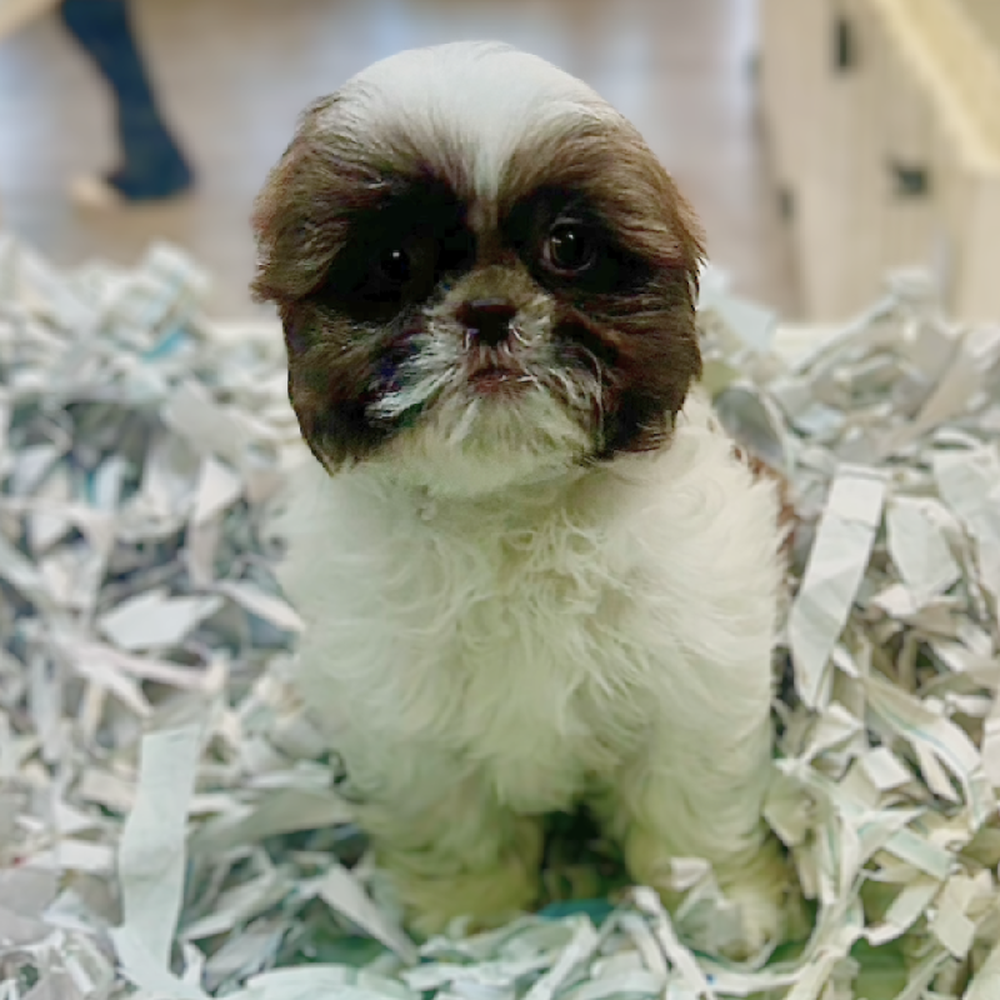 carousel pet images