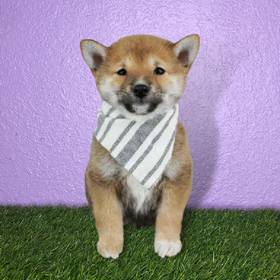Shiba Inu
