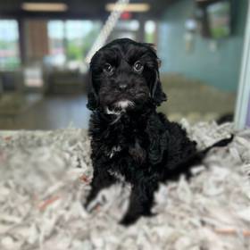 Cavapoo