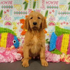 Golden Retriever
