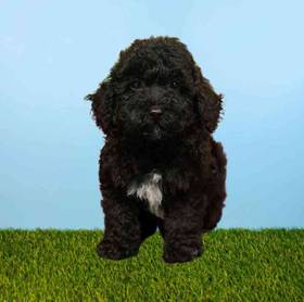 Bichapoo