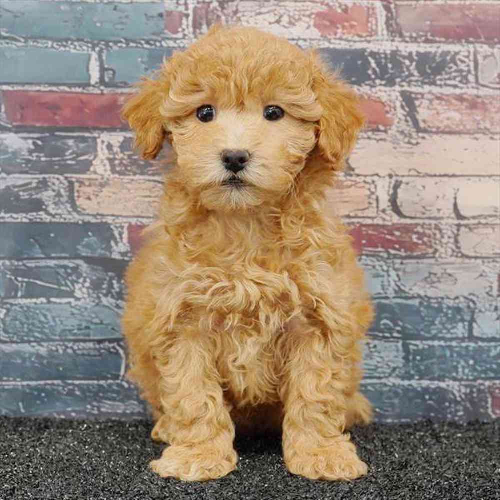 Image of a pet breed in the gallery