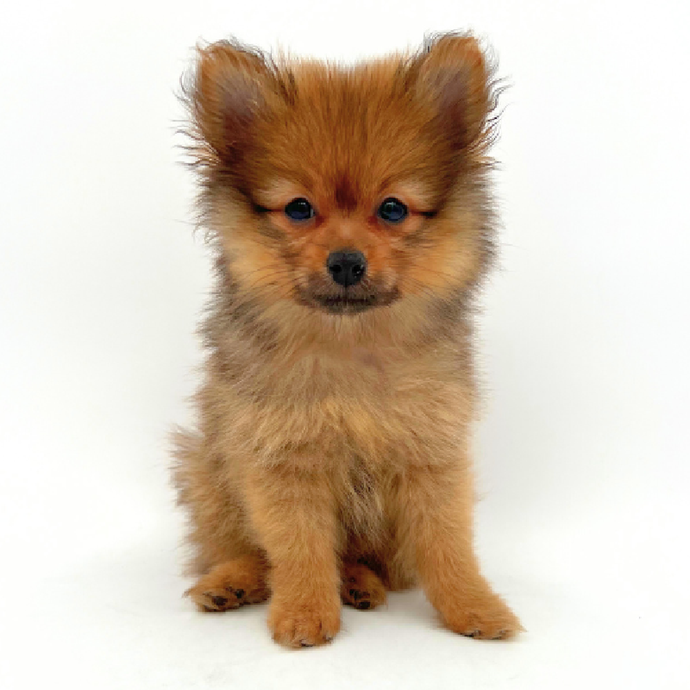 carousel pet images