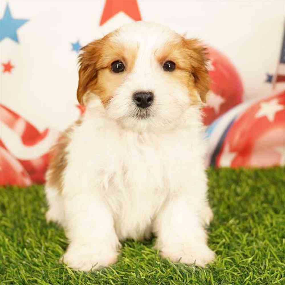 Image of a pet breed in the gallery