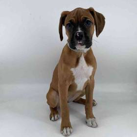 Boxer