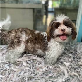 Shih Tzu