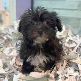 Morkie