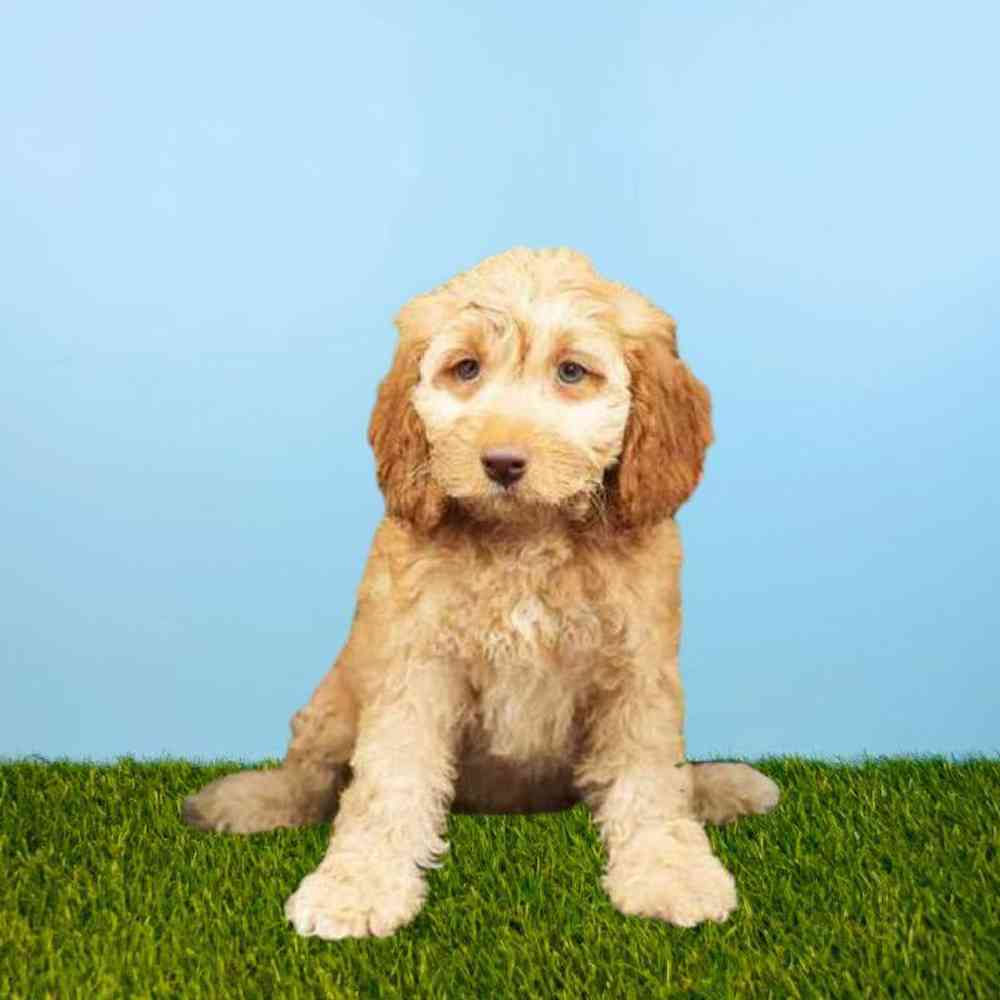 Female Cockapoo Puppy for Sale in Meridian, ID