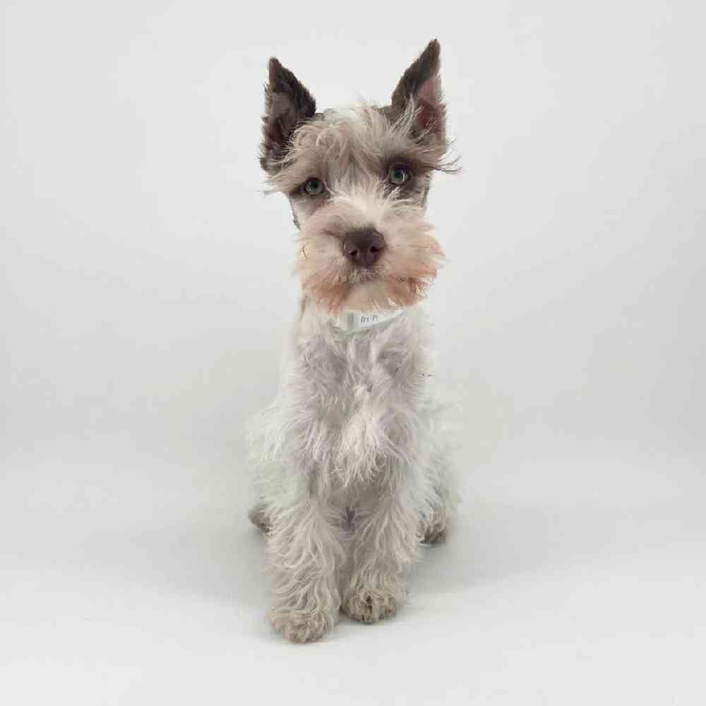 Image of a pet breed in the gallery
