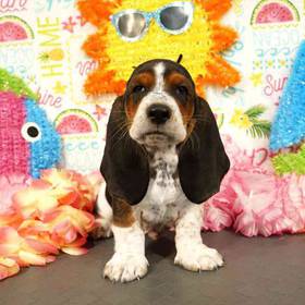 Basset Hound