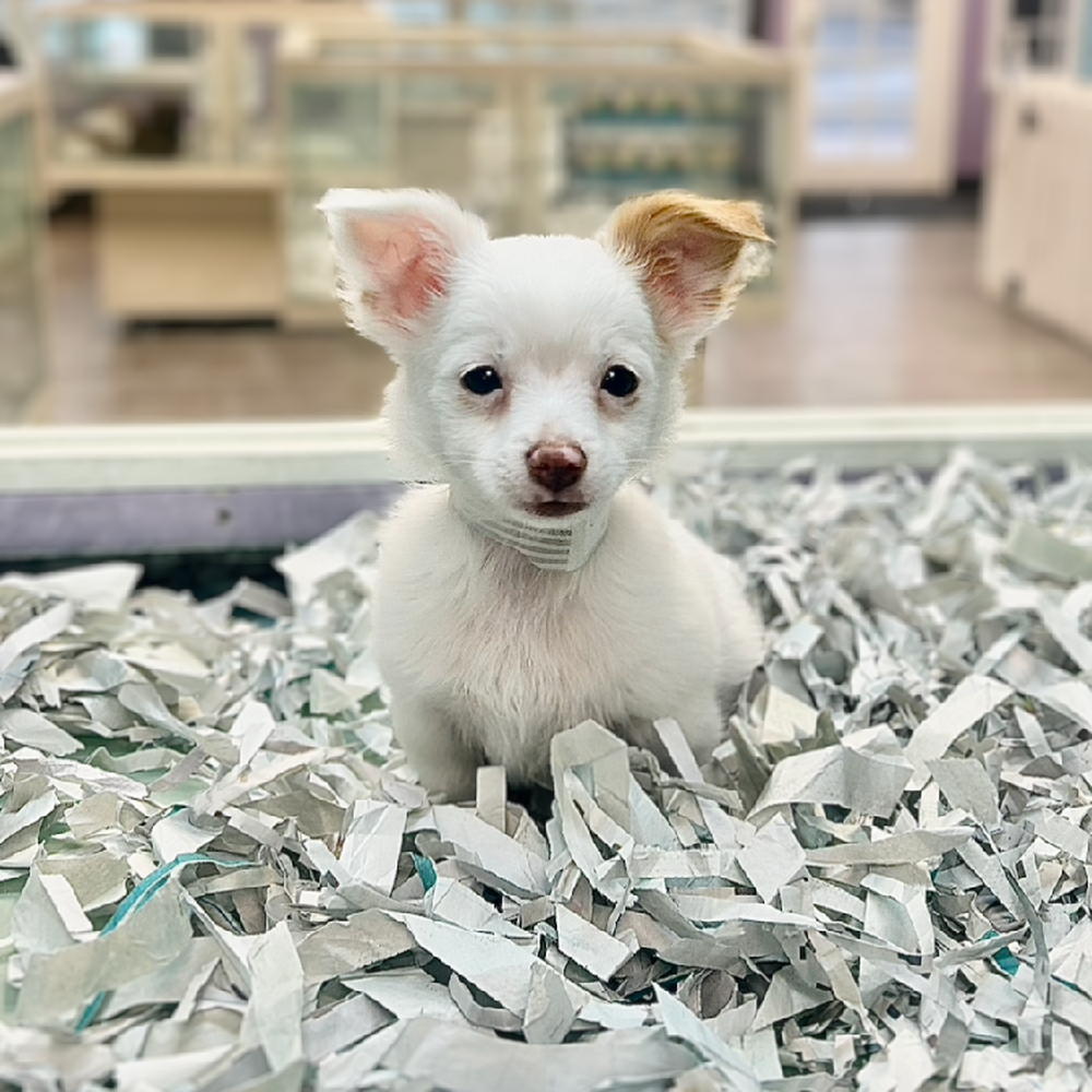 carousel pet images
