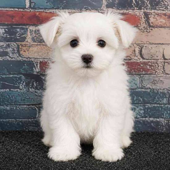 Maltese
