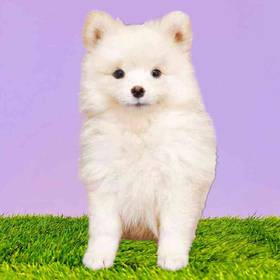 Pomeranian