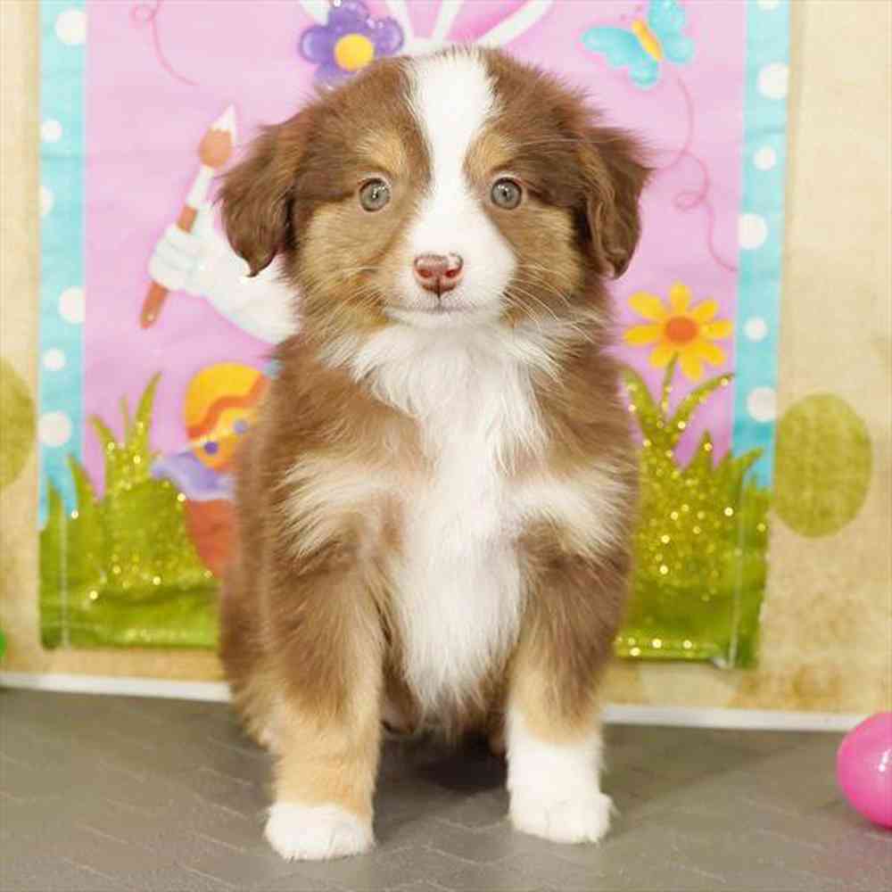 Image of a pet breed in the gallery