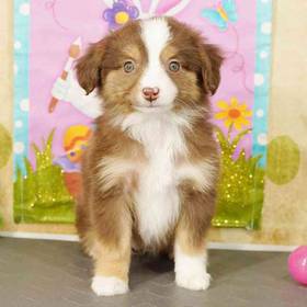 Mini Australian Shepherd