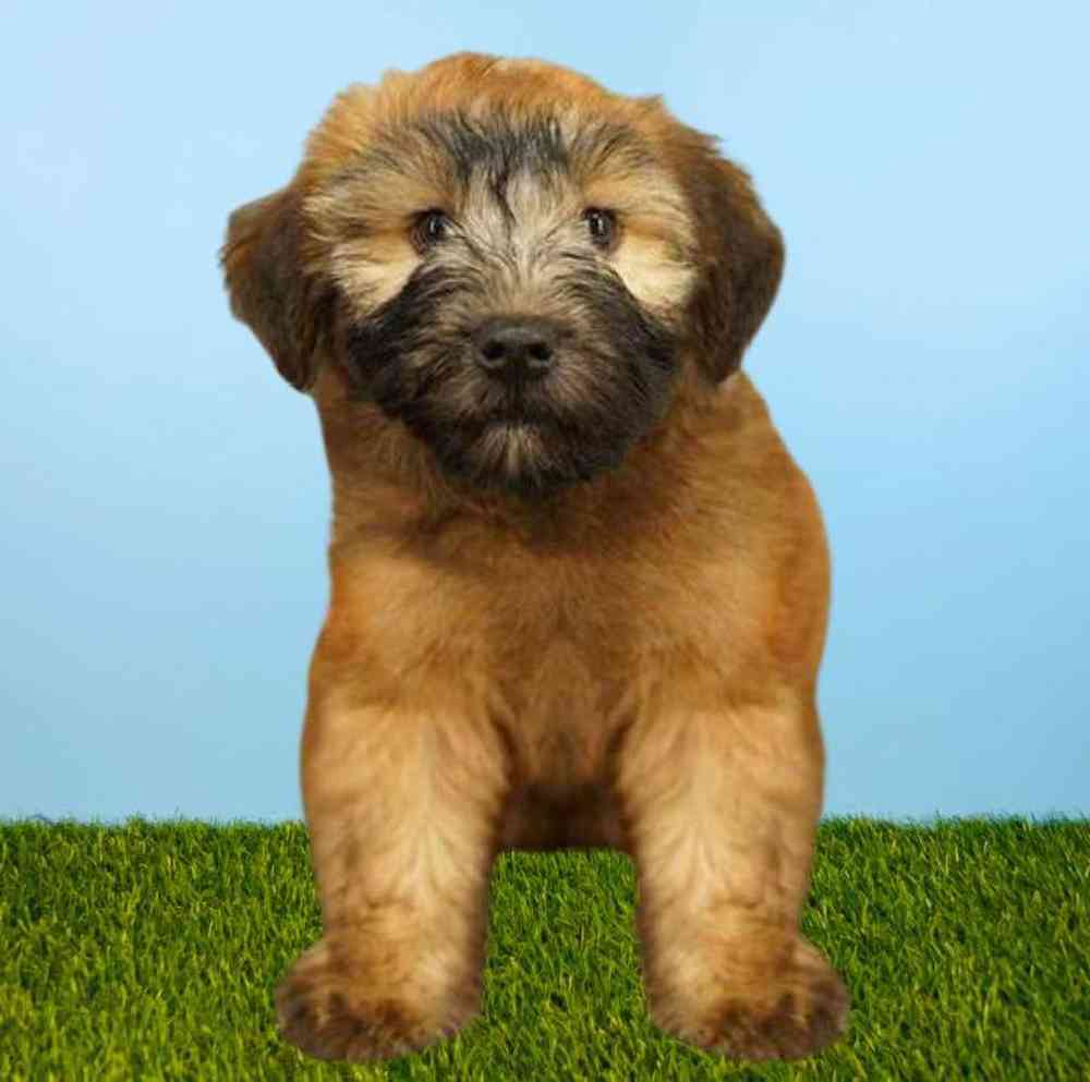 Female Soft Coated Wheaten Terrier Puppy for Sale in Meridian, ID