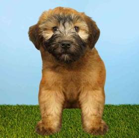 Soft Coated Wheaten Terrier